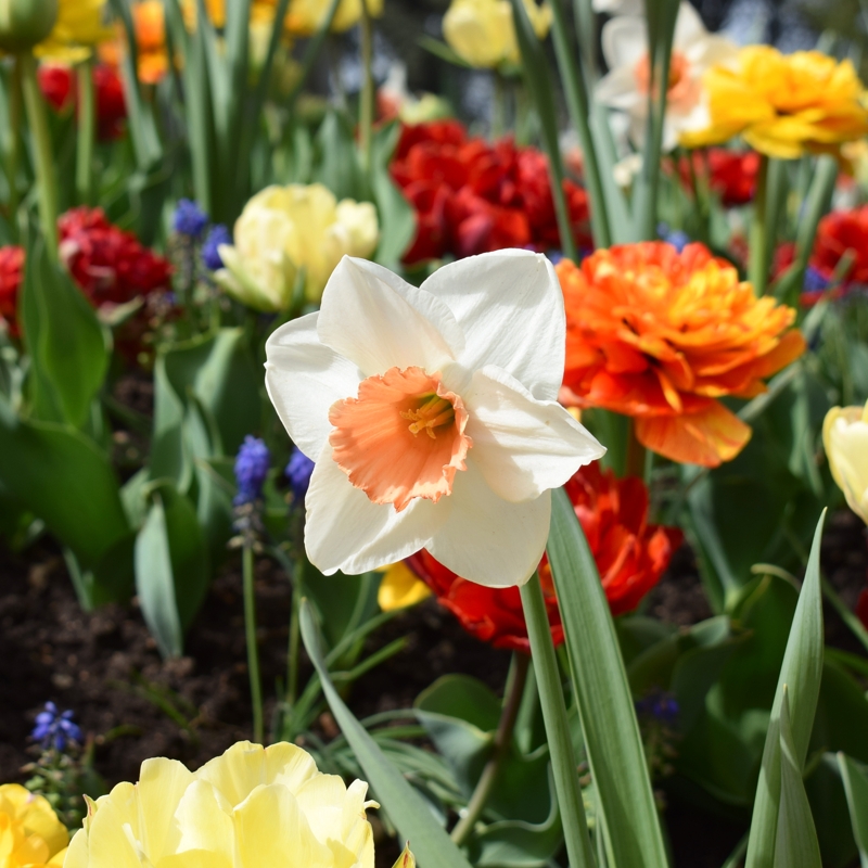 photo ensoleillée d'une jonquille blanche à 6 pétales blancs et au centre d'un orange très doux, sur fond d'autres fleurs rouges, violettes, jaunes